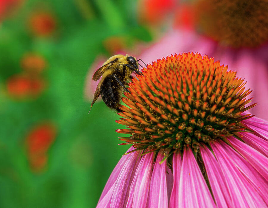 Bumble Bee Photograph by Kevin Lane - Fine Art America