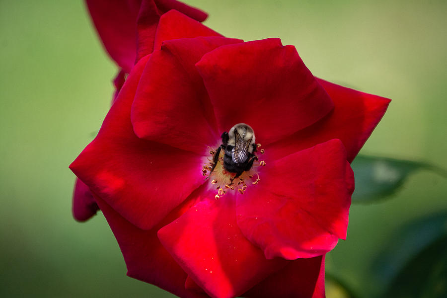 Bumble Bee and Red Rose Photograph by Linda Bonaccorsi