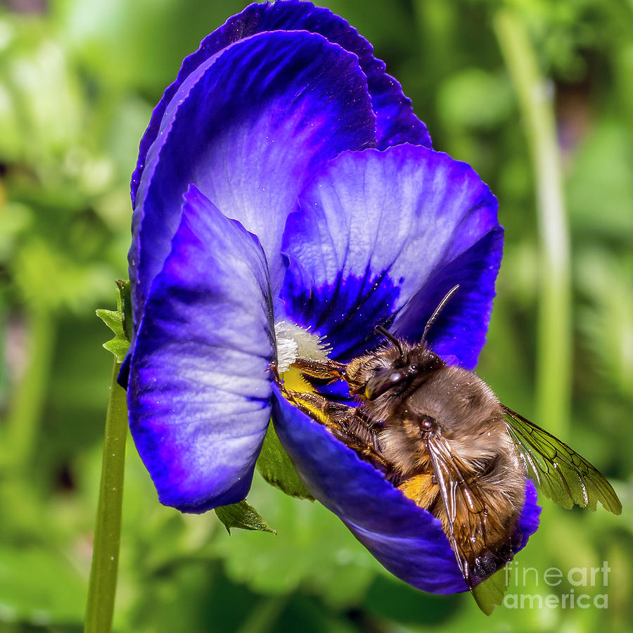 Bumble Bee On A Blue Flower Photograph by Gemma Mae Flores Sellers