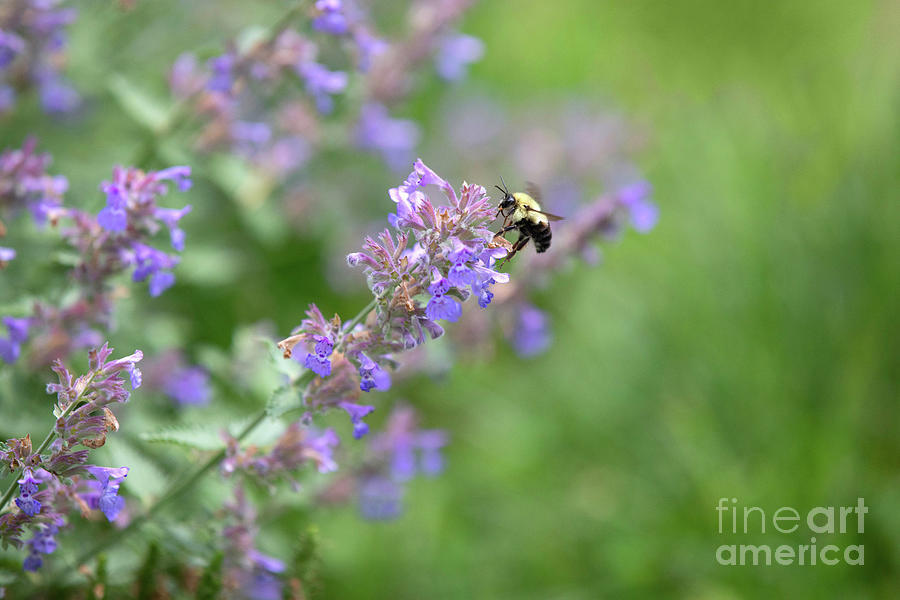 Bumble Bee On A Catmint Blossom Photograph