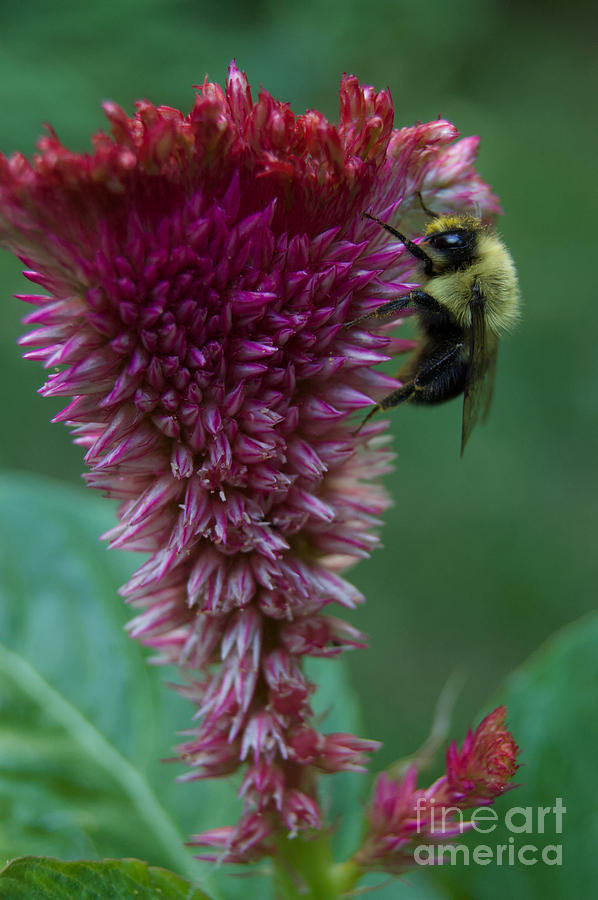 Bumble Bee on A Celosia Flower. Photograph by Tom Wurl