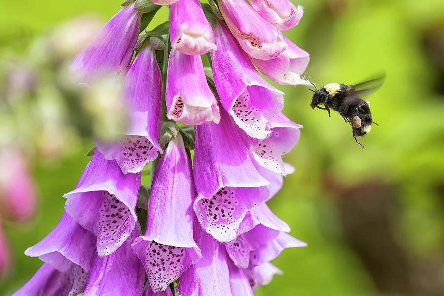 Bumble Bee on a Foxglove Flower Photograph by Belinda Greb