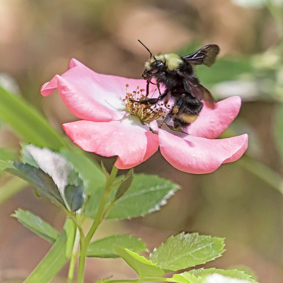 Bumble Bee on a Rose Photograph by Belinda Greb