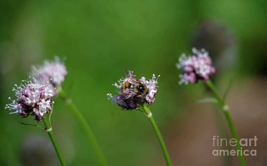 Bumble Bee On A Small Flower Photograph