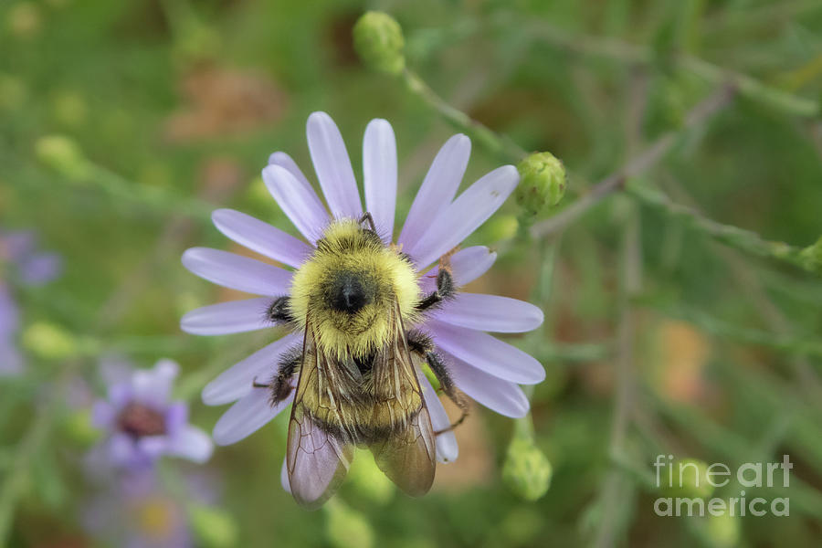 Summer Photograph - Bumble Bee on an Aster Flower by Nancy Gleason