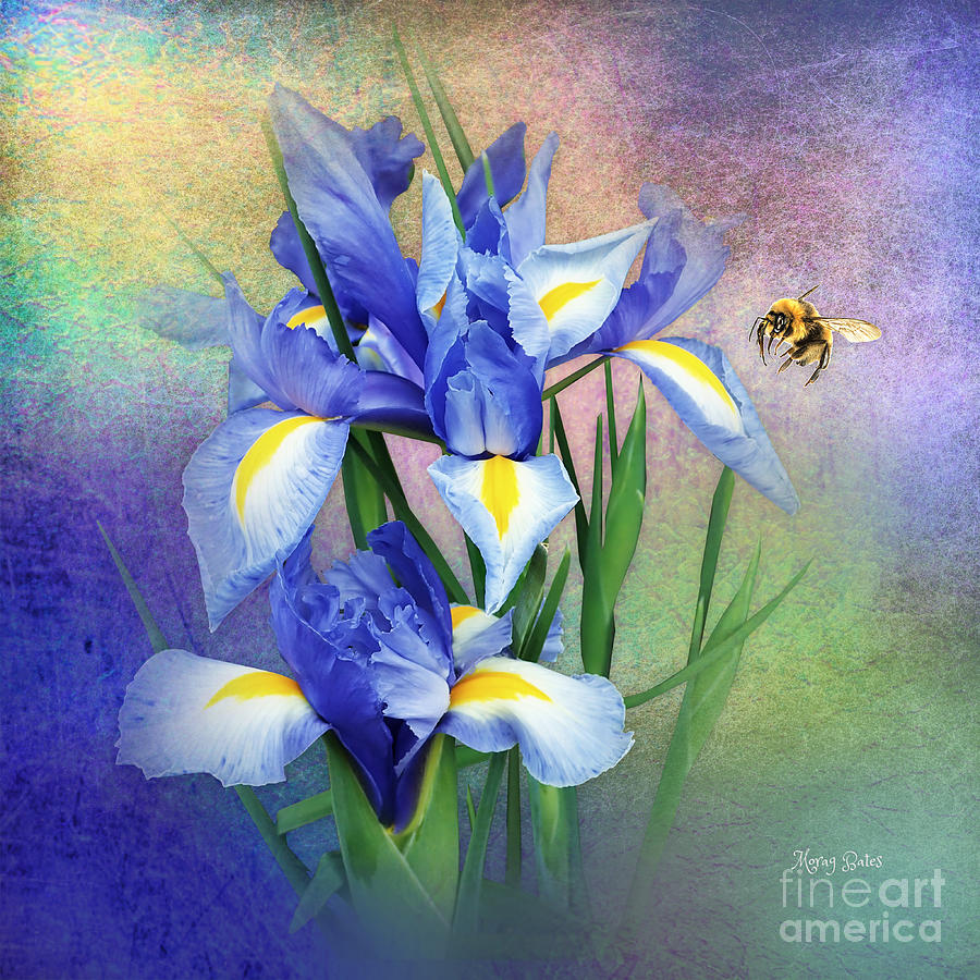 Bumble Bee on Blue Iris Mixed Media by Morag Bates