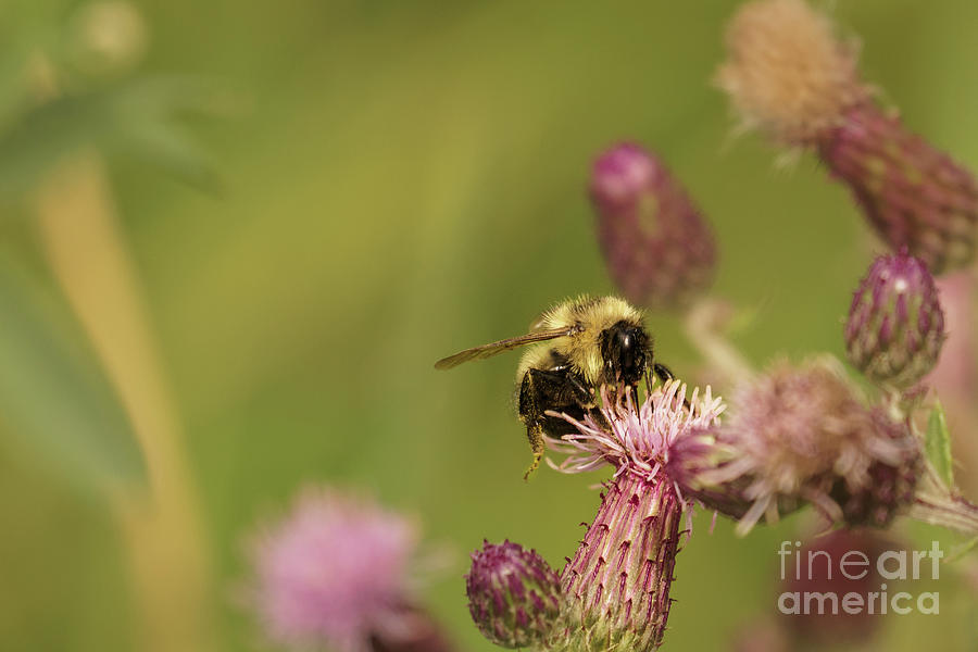 Summer Photograph - Bumble Bee on Canada Thistle in Idaho #1 by Nancy Gleason