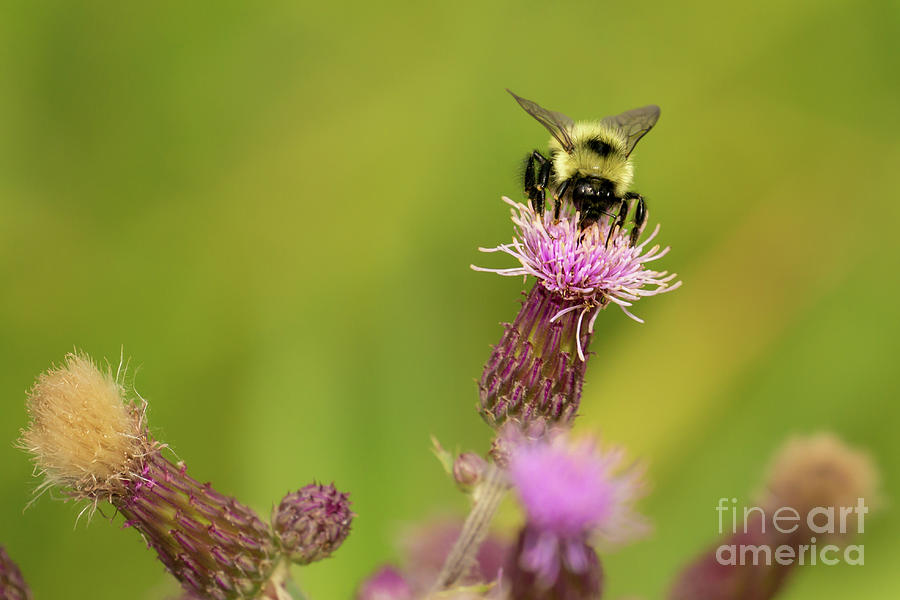 Summer Photograph - Bumble Bee on Canada Thistle in Idaho #2 by Nancy Gleason