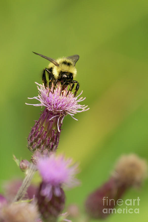 Summer Photograph - Bumble Bee on Canada Thistle in Idaho #3 by Nancy Gleason