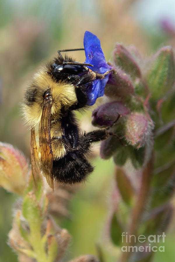 Summer Photograph - Bumble Bee on Common Bugloss Flower by Nancy Gleason