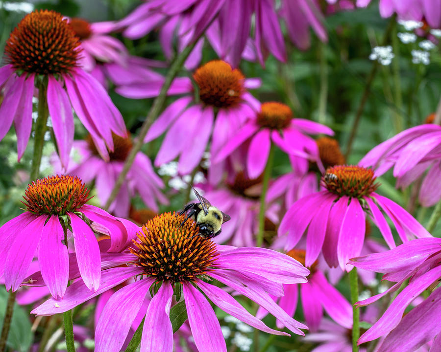 Bumble Bee on Cone Flower Photograph by Harold Rau