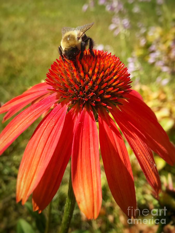 Bumble Bee on Coneflower Photograph by Raena Wilson