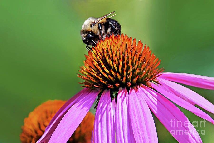 Bumble Bee On Coneflower Photograph