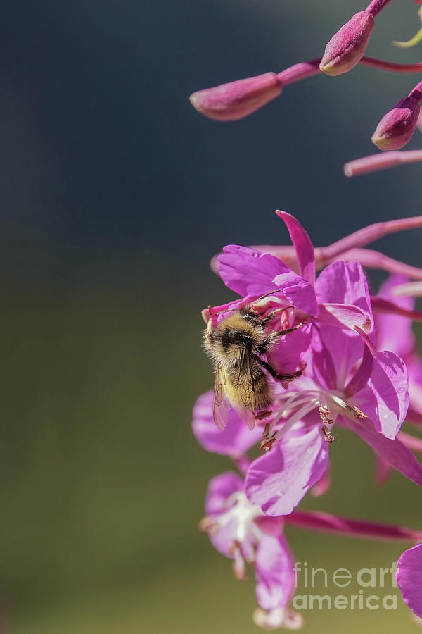 Bumble bee on fireweed at Glacier NP Photograph by Nancy Gleason