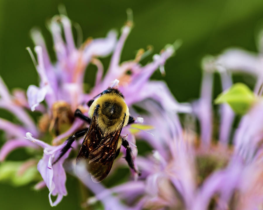 Bumble Bee on Flowers Photograph by Amelia Pearn