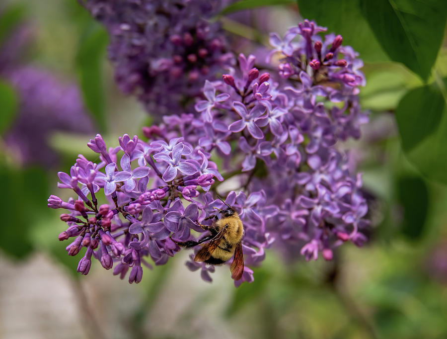 Bumble Bee on Lilacs Photograph by Martina Abreu