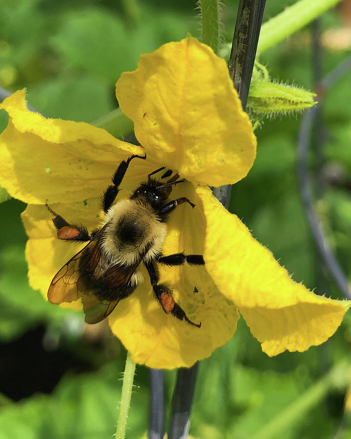 Bumble Bee on Okra Macro Photograph by Lesa Fine