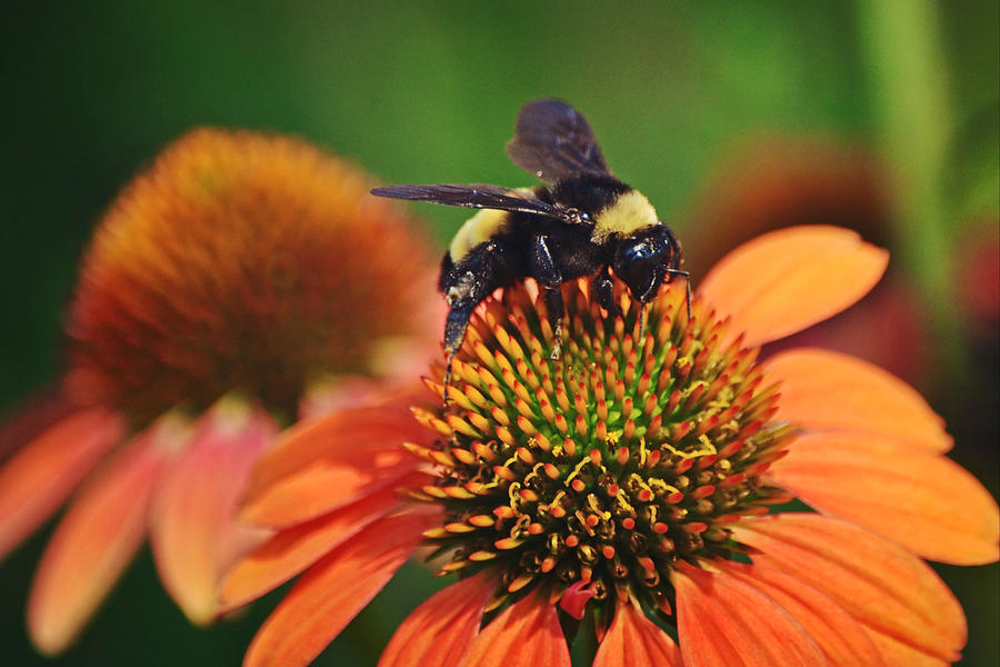 Bumble Bee on Orange Coneflower Photograph by Gaby Ethington - Fine Art ...