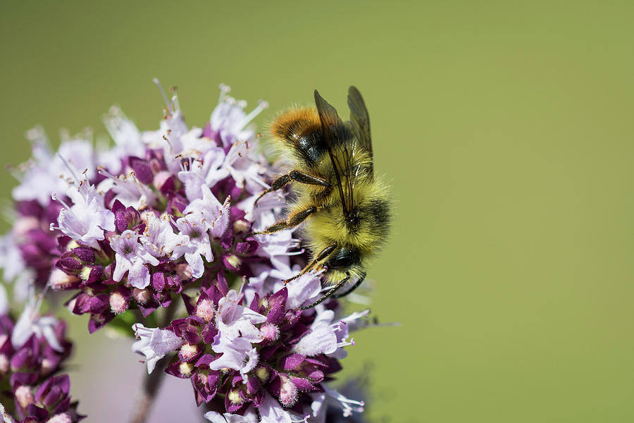 Bumble Bee on Oregano Photograph by Robert Potts