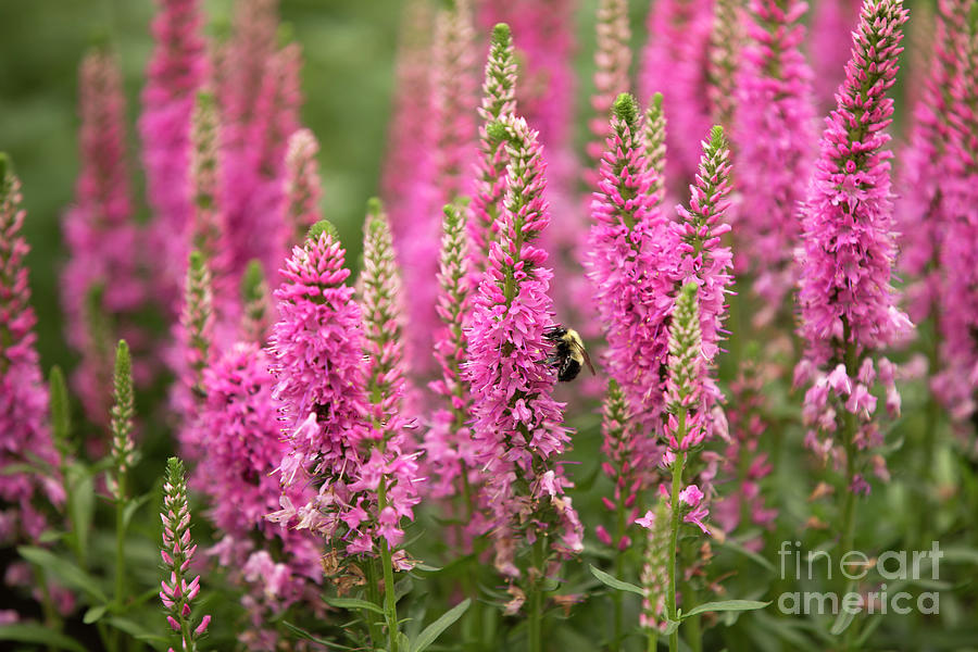 Bumble Bee On Pink Veronica Photograph