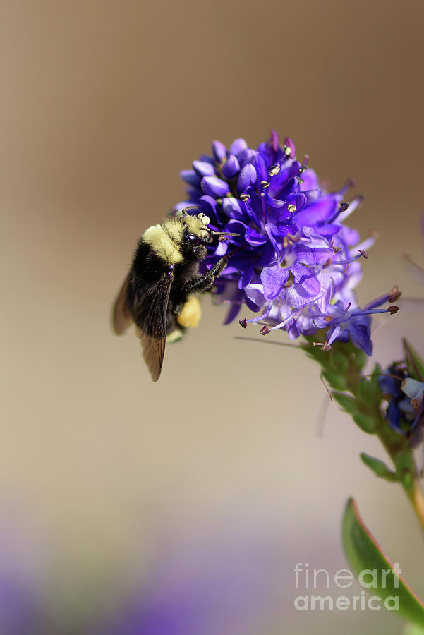 Seattle Photograph - Bumble Bee on Purple Flower #1 by Nancy Gleason