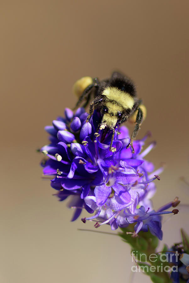 Bumble Bee on Purple Flower #3 Photograph by Nancy Gleason