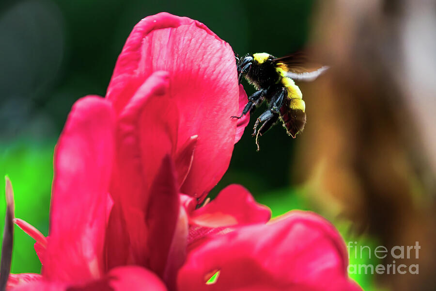 Bumble Bee on Red Canna Lilly Photograph by Brigitte Blanchette Thompson Bumble Bee on Red Canna Lilly Photograph by Brigitte Blanchette Thompson