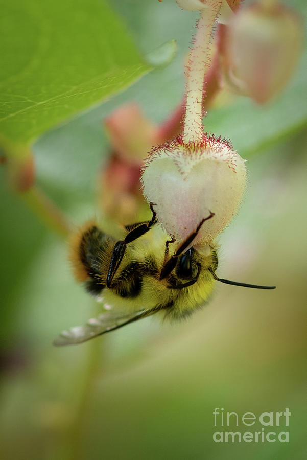 Spring Photograph - Bumble Bee on Salal Flower by Nancy Gleason