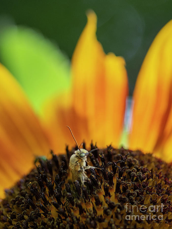 Bumble Bee on Sunflower taking a Break Photograph by Sandra Rust