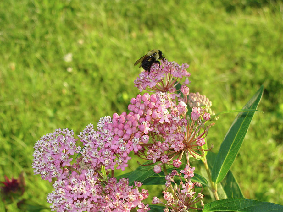 Bumble Bee on Swamp Milkweed Photograph by Anthony Seeker - Fine Art ...