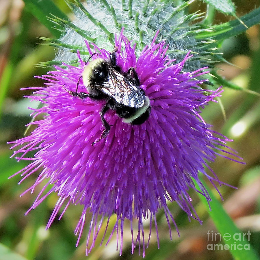 Bumble Bee On Thistle Photograph by Linda Vanoudenhaegen