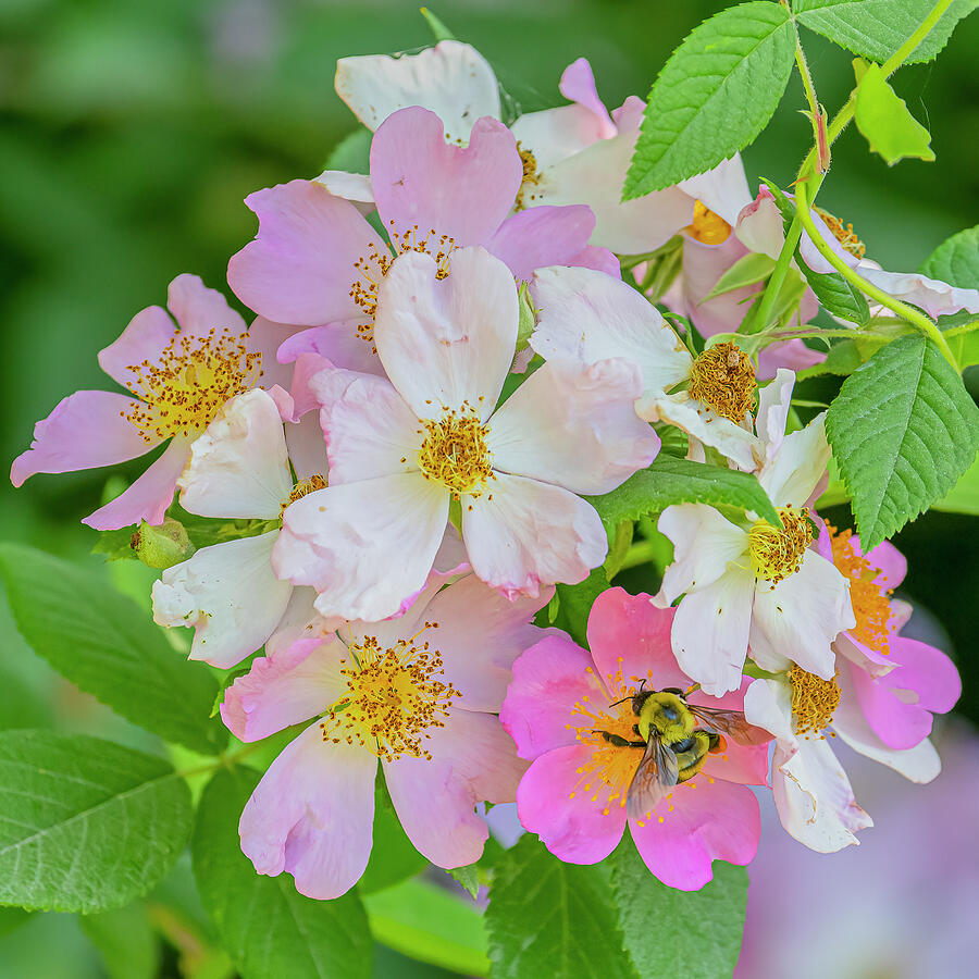 Bumble Bee On Wild Roses Photograph by Morris Finkelstein