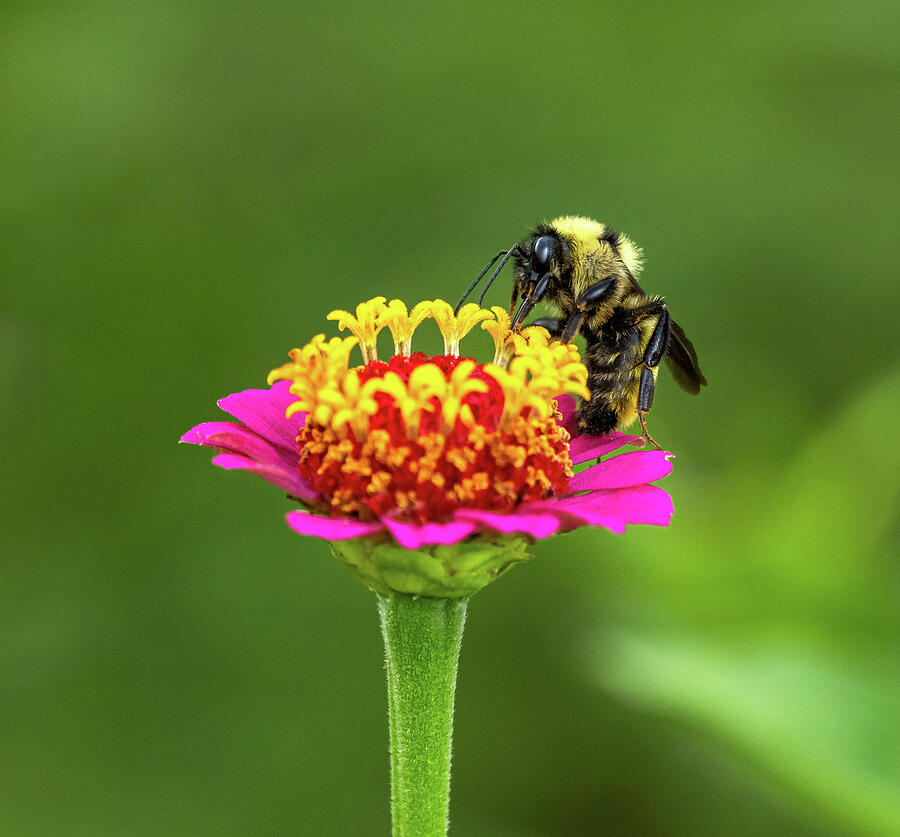 Bumble Bee on Zinnia Photograph by Susan Hodgson - Fine Art America