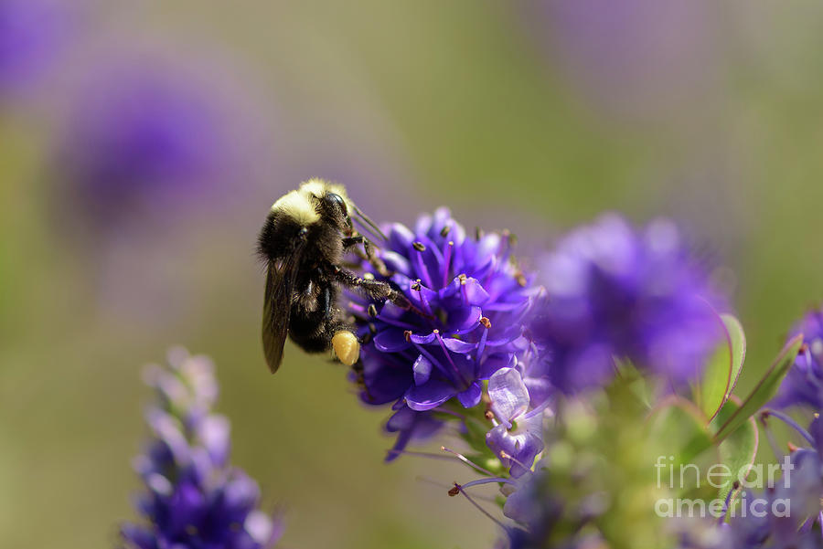 Seattle Photograph - Bumble Bee Packing Pollen by Nancy Gleason