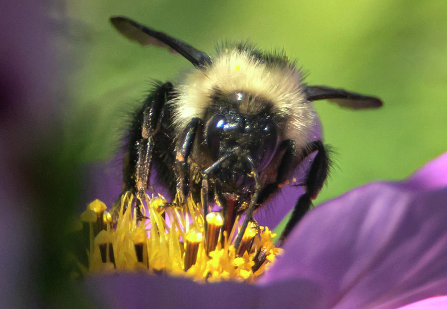 Bumble Bee Pollinating Flower Photograph by Sandra Js