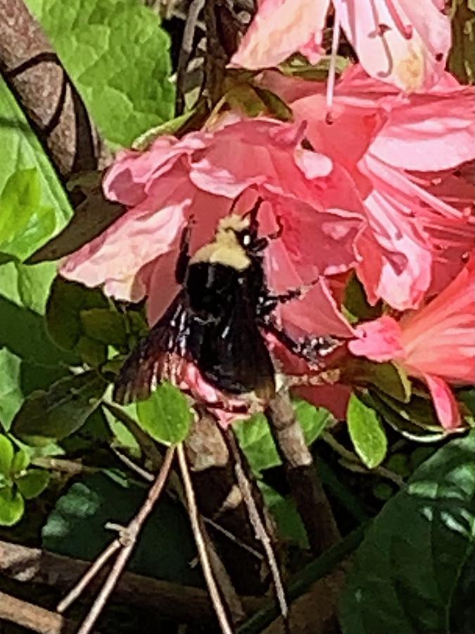 Bumble Bee Pollination Photograph by Pamela Booth - Fine Art America