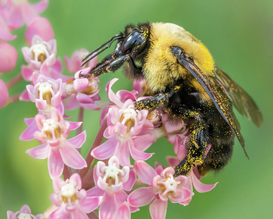 Queen Photograph - Bumble Bee Queen by Jim Hughes