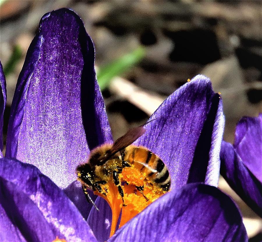 Bumble Bee Resting in a Crocus Photograph by Linda Stern