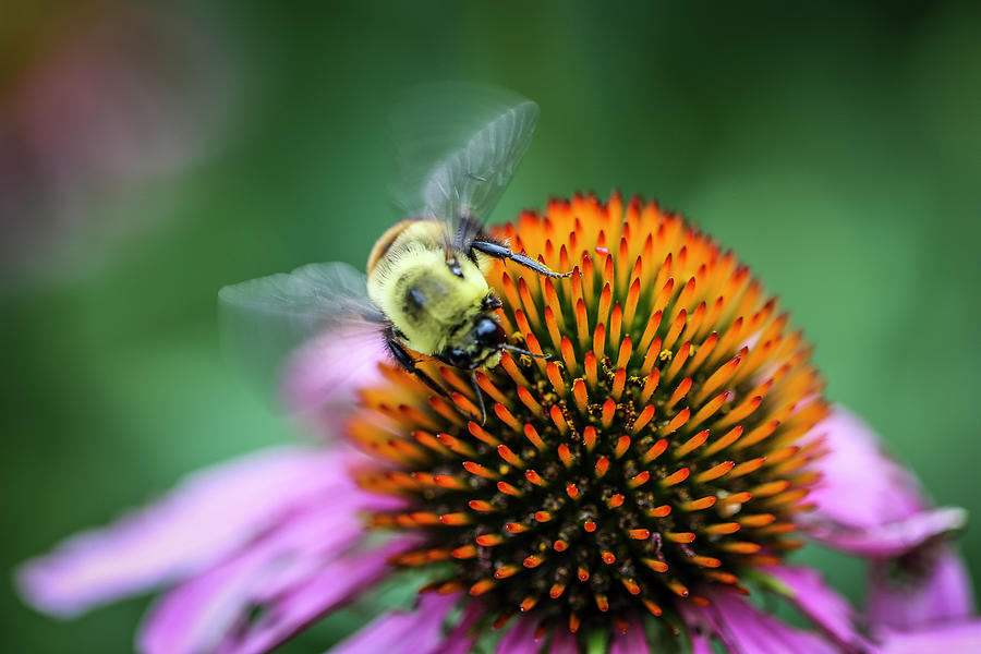 Bumble Bee Song Photograph by Dale R Carlson - Pixels