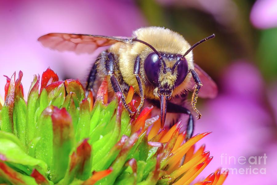 Bumble Bee Tongue Macro Photograph Photograph by Stephen Geisel