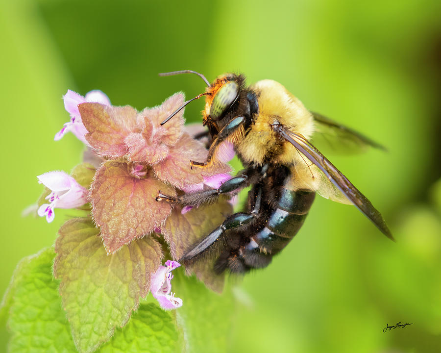 Bumble Bee Visit Photograph by Jurgen Lorenzen