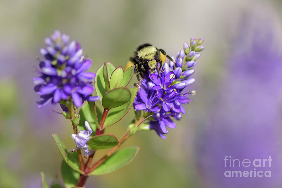 Seattle Photograph - Bumble Bee Visits Purple Flower by Nancy Gleason