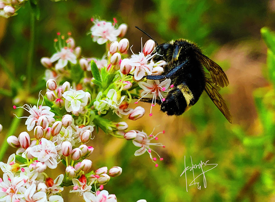 Bumble Bee with Pollen Photograph by DC Langer
