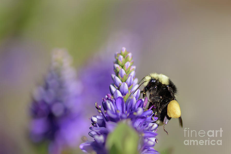 Seattle Photograph - Bumble Bee with Pollen by Nancy Gleason