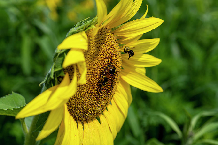 Bumble bees feeding at a sunflower Photograph by Dan Friend