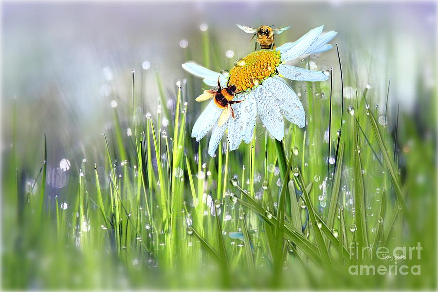 Bumble Bees on Daisy Mixed Media by Morag Bates
