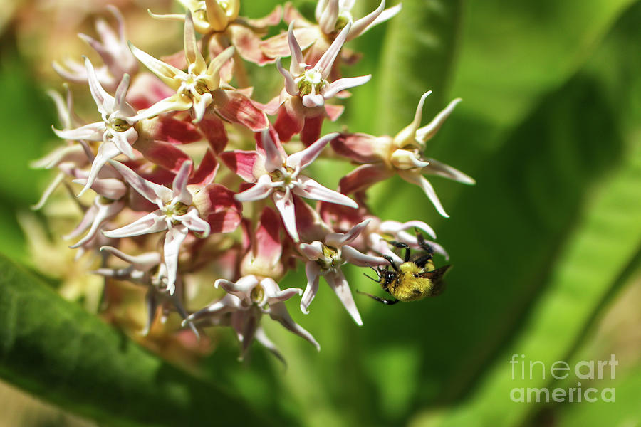 Bumble in the milkweed Photograph by Jeff Swan