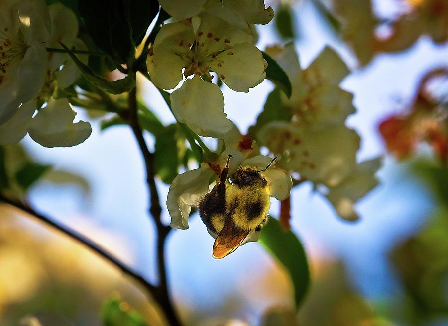 Pic Photograph - Bumblebee #1 by Matthew Adelman Pic Photograph - Bumblebee #1 by Matthew Adelman