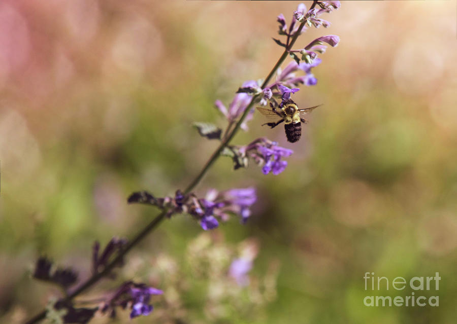 Bumblebee And A  Purple Catmint Flower Photograph