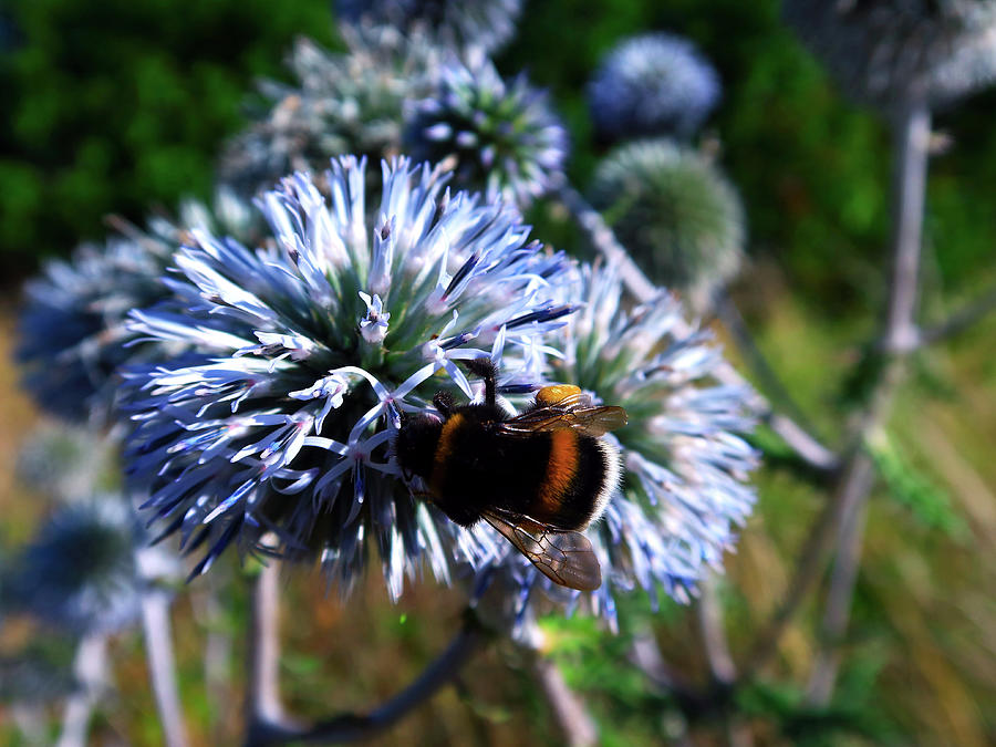 Bumblebee at Work Photograph by Kathrin Poersch
